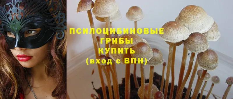 Галлюциногенные грибы Psilocybe  Харовск 